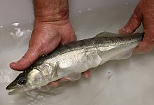 Genom des Zanders ist entschl&uuml;sselt - Foto: Bernd W&uuml;stneck/dpa-Zentralbild/dpa