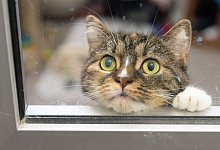 Katze schaut aus einem Fenster - Boris Roessler/dpa/dpa-tmn