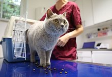 Katze beim Tierarzt - Karolin Kr&auml;mer/dpa-tmn