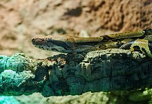 Tierheim Berlin - Annette Riedl/dpa