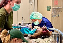 WFFT - Wildtier-Krankenhaus in Thailand - Carola Frentzen/dpa