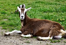 goat-6280060_1280 - Pixabay/RitaE