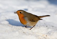 Rotkehlchen im Winter - Foto: Patrick Pleul/dpa-Zentralbild/dpa