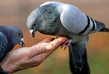 Nachbarn k&ouml;nnen durch Folgen beeintr&auml;chtigt werden - Foto: Marius Becker/dpa/dpa-tmn