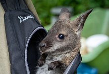 Zoo Stralsund - Stefan Sauer/dpa