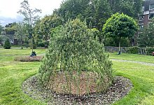 Weidentipi - DIY Academy/dpa-tmn