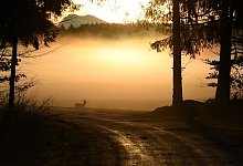 Morgend&auml;mmerung - Andreas Gebert/dpa/dpa-tmn