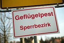 Geflügelpest - Arno Burgi/dpa-Zentralbild/dpa