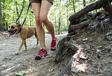 Bergtouren mit Hund - Foto: Robert G&uuml;nther/dpa-tmn