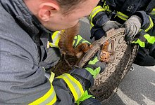 Feuerwehr befreit Eichh&ouml;rnchen aus Gullydeckel - Feuerwehr Dortmund/dpa