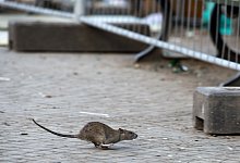 Ratte - Foto: Bernd von Jutrczenka