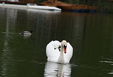 IMG_8280 - Thomas Reineke