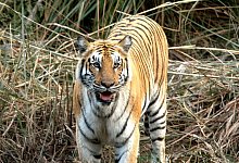 Wenn Tiger Menschen t&ouml;ten - Foto: Samit Jung Thapa/Hariyo Ban Program/WWF Nepal/dpa