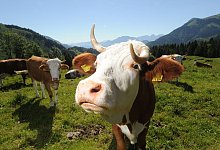 K&uuml;he auf einer Almwiese - Tobias Hase/dpa/dpa-tmn