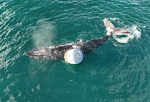 Wal hat sich vor Schottland in Seil verfangen - Anthony Rigell/British Divers Marine Life Rescue/PA Media/dpa