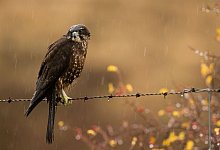 Neuseelandfalke zum Vogel des Jahres gewählt - Craig McKenzie/Forest and Bird/dpa