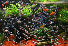 Aquarium - Caroline SeidSeidel-Di&szlig;mannel/dpa-tmn