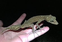 Neue Geckoart - Conrad Hoskin/James Cook University/dpa