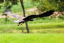 Seeadler - Frank Molter/dpa