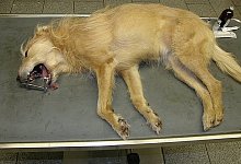 Auf dem OP-Tisch - FOTO: GR&Auml;F