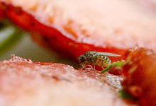 Fruchtfliege - Foto: Andrea Warnecke/dpa-tmn