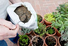 Wann muss man den Langzeitd&uuml;nger erneuern? - Kai Remmers/dpa-tmn