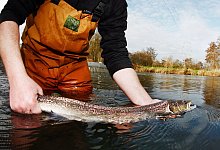Lachs - Oliver Berg/dpa