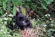 Baby-Gorilla - Foto: Uganda Wildlife Authority/AP/dpa