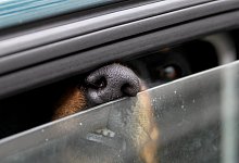 Hunde sicher transportieren - Foto: Stephan Jansen/dpa