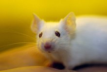 Ein Haus f&uuml;r M&auml;use - Foto: Franz-Peter Tschauner/dpa