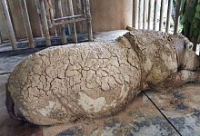 Fast Ausgestorben - Foto: Sabah Wildlife Department (swd)/BERNAMA/dpa