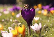 Krokusswiese - Mechthild Stölting-Höcker