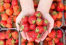 Eine Handvoll Erdbeeren - Sebastian Kahnert/dpa/dpa-tmn