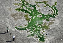 Mehr als 100 Karpfen konnten gerettet werden. - Christoph Reichwein/dpa