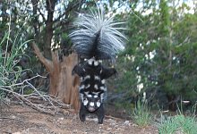 Stinktiere im Handstand - Foto: Jerry W. Dragoo/Field Museum/dpa
