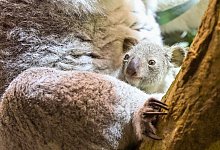 Nachwuchs bei den Koalas im Leipziger Zoo - Jennifer Brückner/dpa