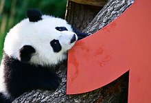 Berliner Pandabären-Zwillinge werden ein Jahr alt - Sebastian Christoph Gollnow/dpa