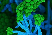 Der Schimmelpilz Penicillium - Ulrich K&uuml;ck/ Birgit Hoff/Vereinigung f&uuml;r Allgemeine und Angewandte Mikrobiologie/dpa