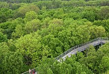 Nationalpark Hainich - Martin Schutt/dpa