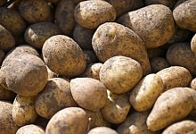 Kartoffeln - Malin Wunderlich/dpa