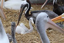 Pelikanbaby - -/Tierpark Berlin/dpa