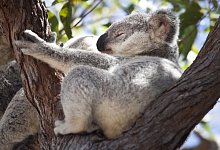 Koala - Foto: Daniel Naupold/dpa