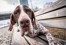 Ein elfjähriger Kurzhaar-Mischling auf einer Parkbank - Frank Rumpenhorst/dpa/dpa-tmn