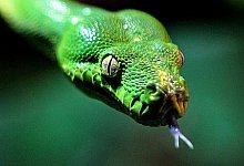 Veterin&auml;r&auml;mter schreiten bei miserablen Haltungsbedingungen ein - OWL