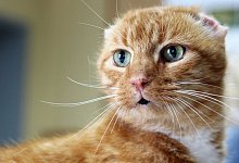 urmellippe - Tierschutzverein Herford