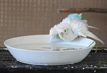 Bad in einer Wasserschale - Foto: Caroline Seidel