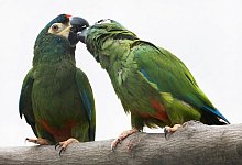 Papageien - Foto: Franziska Gabbert/dpa-tmn