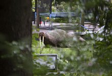 Stena im Garten eines Privatgrundst&uuml;ckes. - Sasu M&auml;kinen/Lehtikuva/dpa