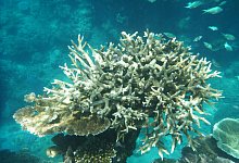 Korallenbleiche am Great Barrier Reef - Daniel Naupold/dpa