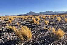 Pflanzen in der W&uuml;ste - Manuel Meyer/dpa-tmn/dpa